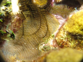 15 Golden Crinoid IMG 4054